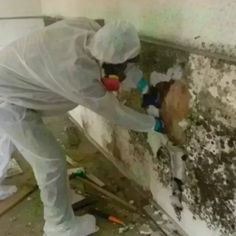 Mold Remediation and Removal in Marrero, LA